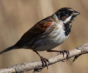 Хөмрөг (Цагаанхүзүүт хөмрөг)